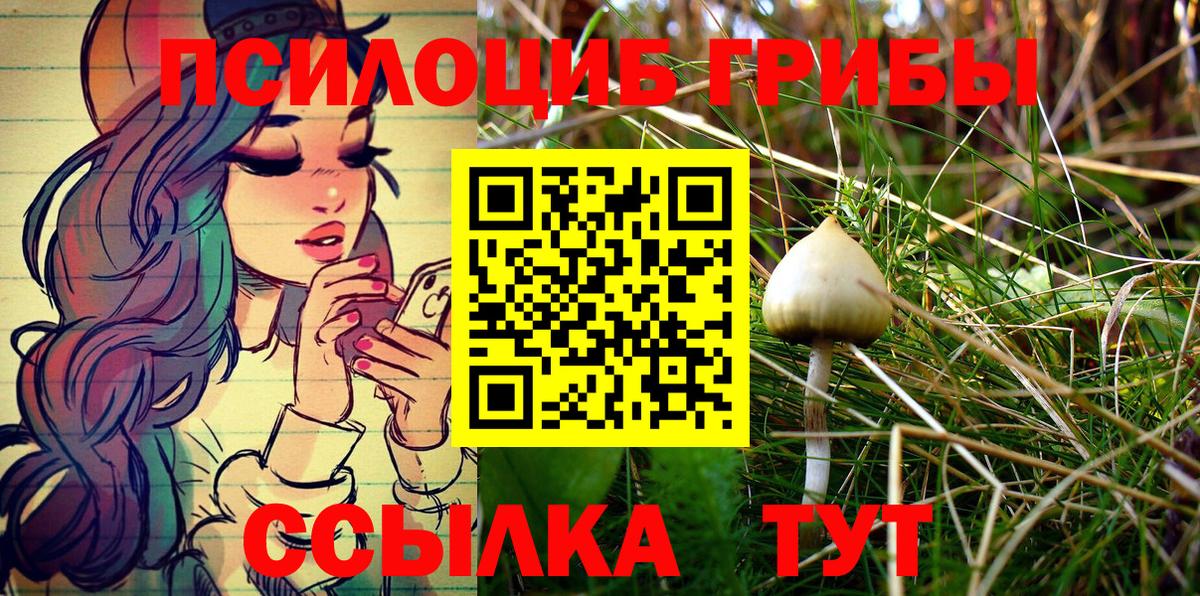 Алейск  Псилоцибиновые грибы Psilocybine cubensis  купить наркоту  Вход с VPN 